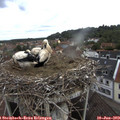 10_00-nest.jpg