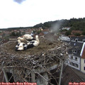10_05-nest.jpg
