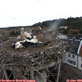 10_10-nest.jpg