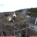 10_15-nest.jpg