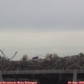 10_20-mast.jpg