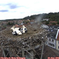 10_20-nest.jpg