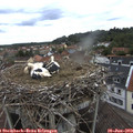 10_25-nest.jpg