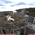10_30-nest.jpg