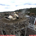 10_35-nest.jpg