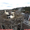10_40-nest.jpg