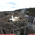 10_45-nest.jpg