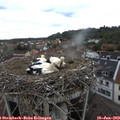 10_50-nest.jpg