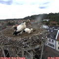 10_55-nest.jpg