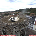 11_00-nest.jpg