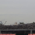 11_05-mast.jpg