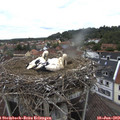 11_05-nest.jpg