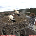 11_10-nest.jpg