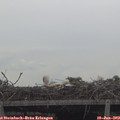 11_15-mast.jpg