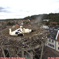 11_15-nest.jpg