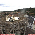11_20-nest.jpg