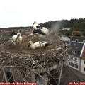 11_25-nest.jpg