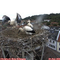 11_30-nest.jpg