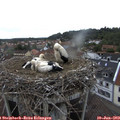 11_35-nest.jpg