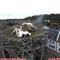11_40-nest.jpg
