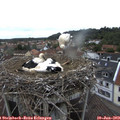 11_45-nest.jpg