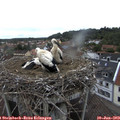 11_50-nest.jpg