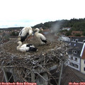 11_55-nest.jpg