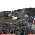 12_00-nest.jpg