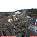 12_05-nest.jpg