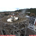 12_10-nest.jpg