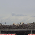 12_15-mast.jpg