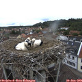 12_15-nest.jpg