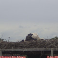 12_20-mast.jpg