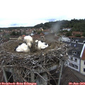 12_20-nest.jpg