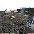 12_25-nest.jpg