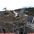 12_30-nest.jpg