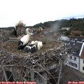 12_35-nest.jpg