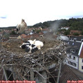 12_40-nest.jpg