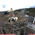 12_45-nest.jpg