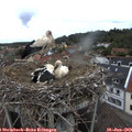 12_50-nest.jpg