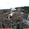 12_55-nest.jpg