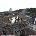 13_00-nest.jpg