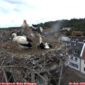 13_05-nest.jpg