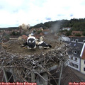 13_10-nest.jpg