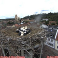13_15-nest.jpg