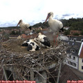 13_20-nest.jpg