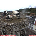 13_25-nest.jpg