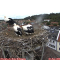 13_30-nest.jpg
