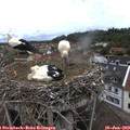 13_35-nest.jpg