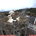 13_40-nest.jpg